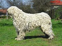 Komondor