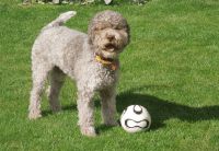 Lagotto