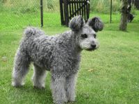 Pumi